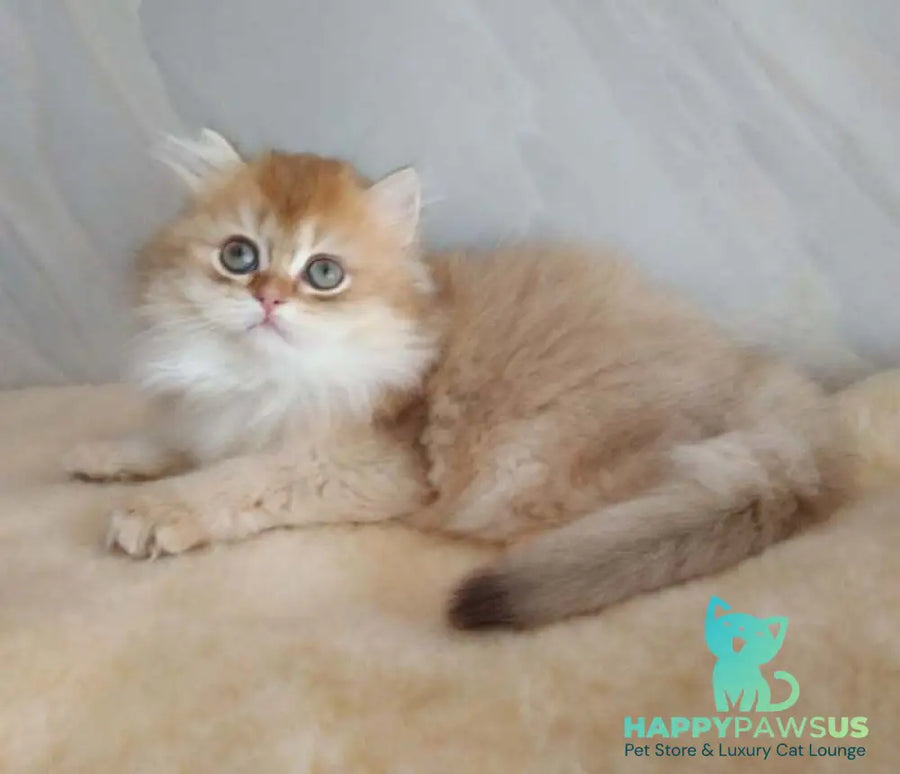 Alan British Longhair female chocolate golden shaded - live animals