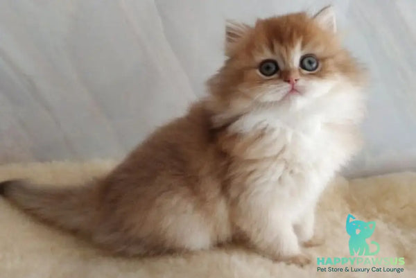Alan British Longhair female chocolate golden shaded - live animals