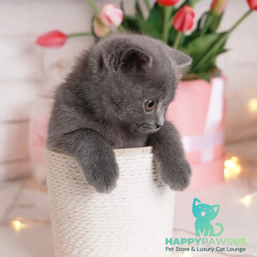 Alan British Shorthair male blue - live animals