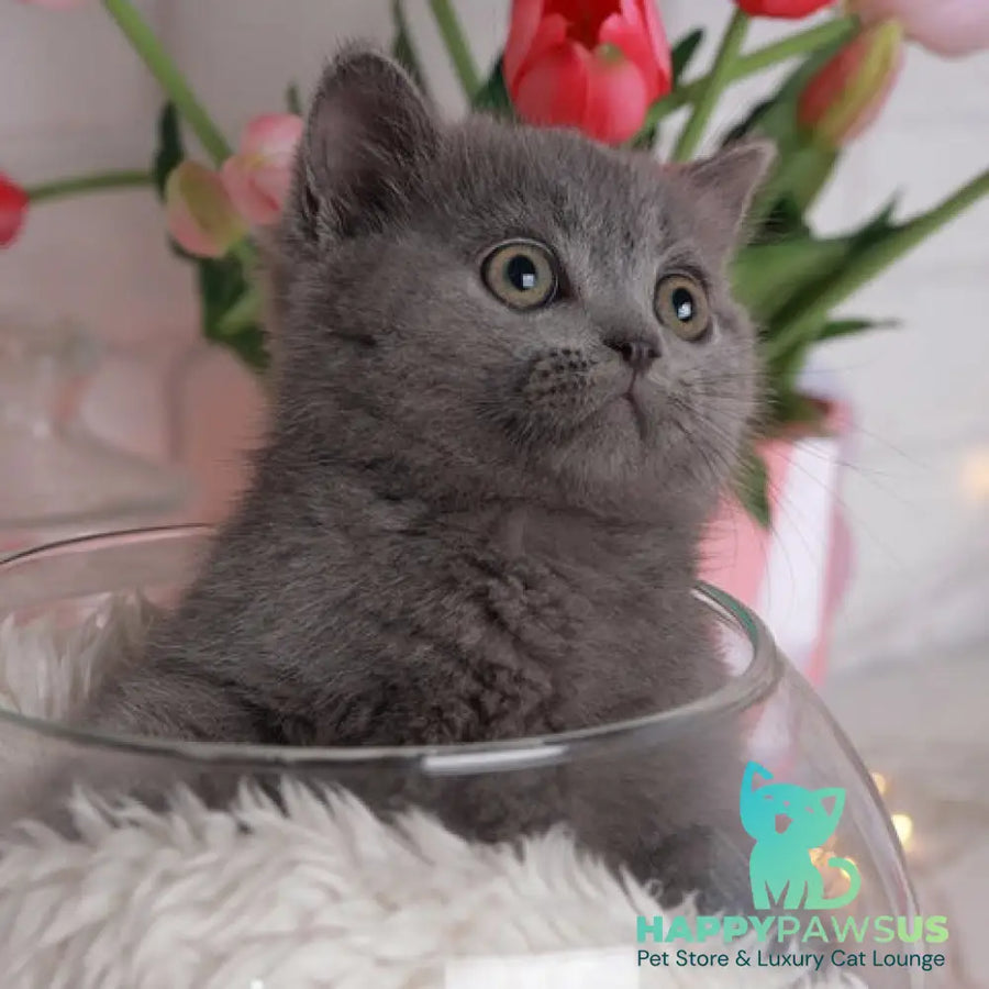 Alan British Shorthair male blue - live animals