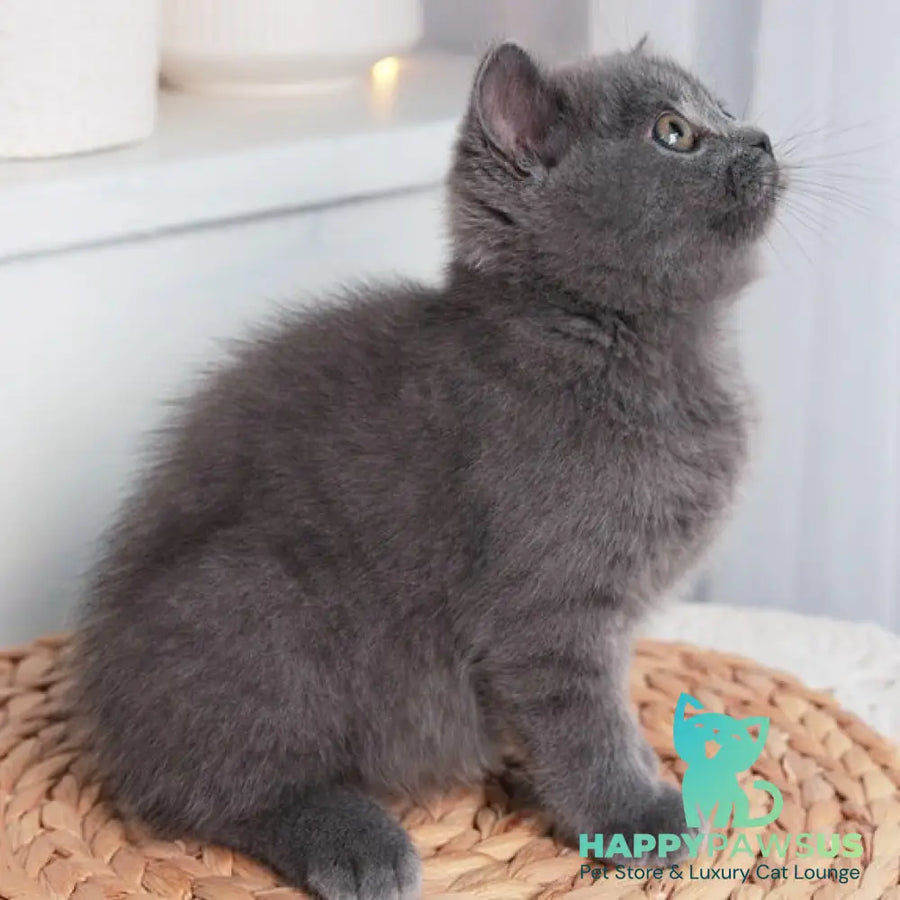 Alan British Shorthair male blue - live animals