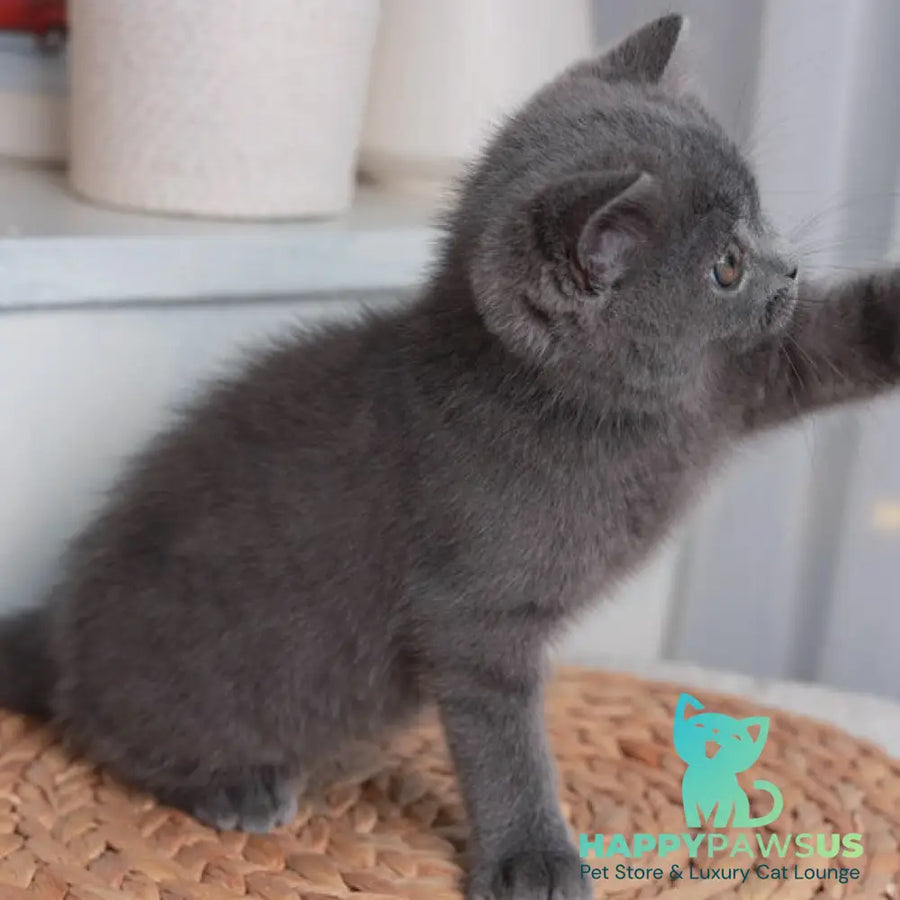 Alan British Shorthair male blue - live animals