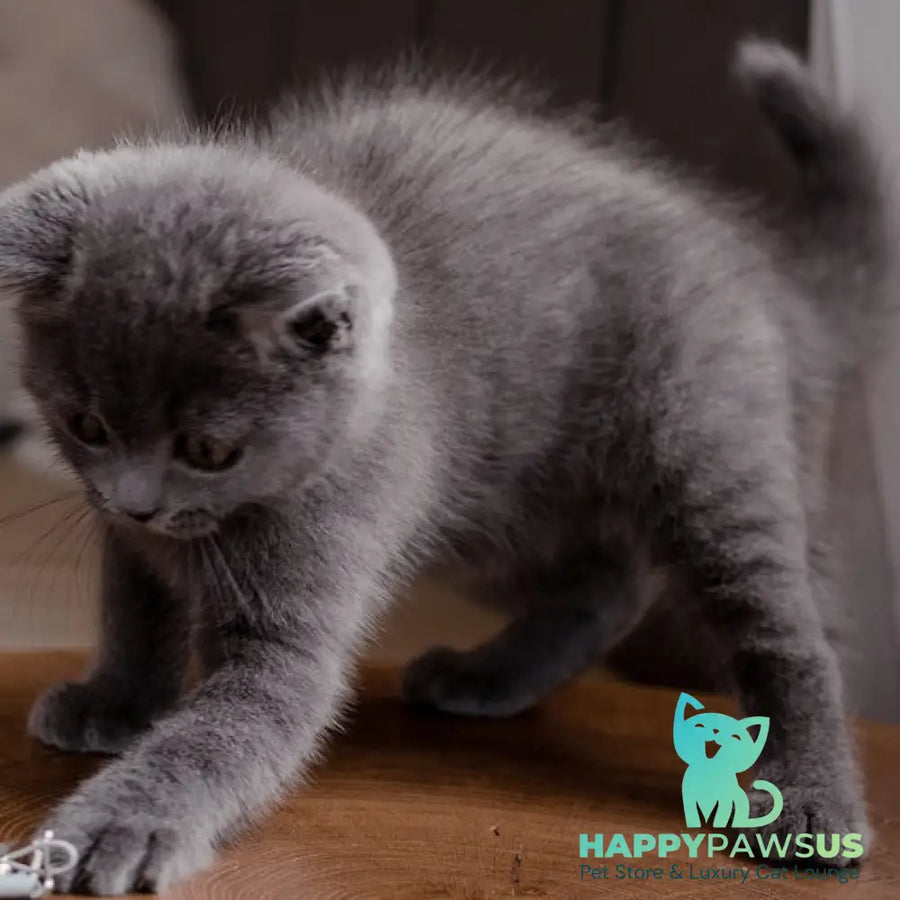 Alan British Shorthair male blue - live animals