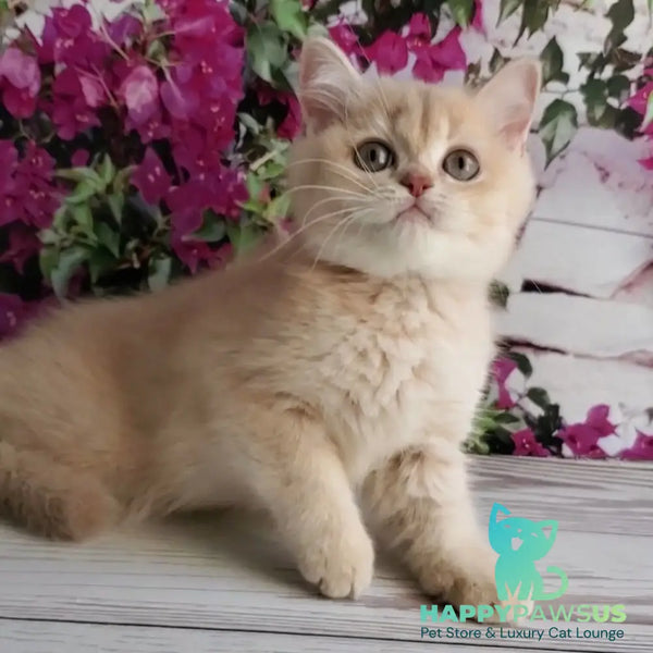 Alan British Shorthair male lilac golden shaded - live animals