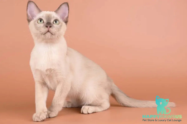 Alan Burmese male chocolate - live animals