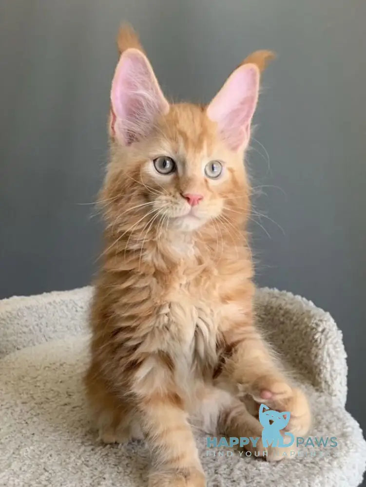 Alan Maine Coon male red live animals