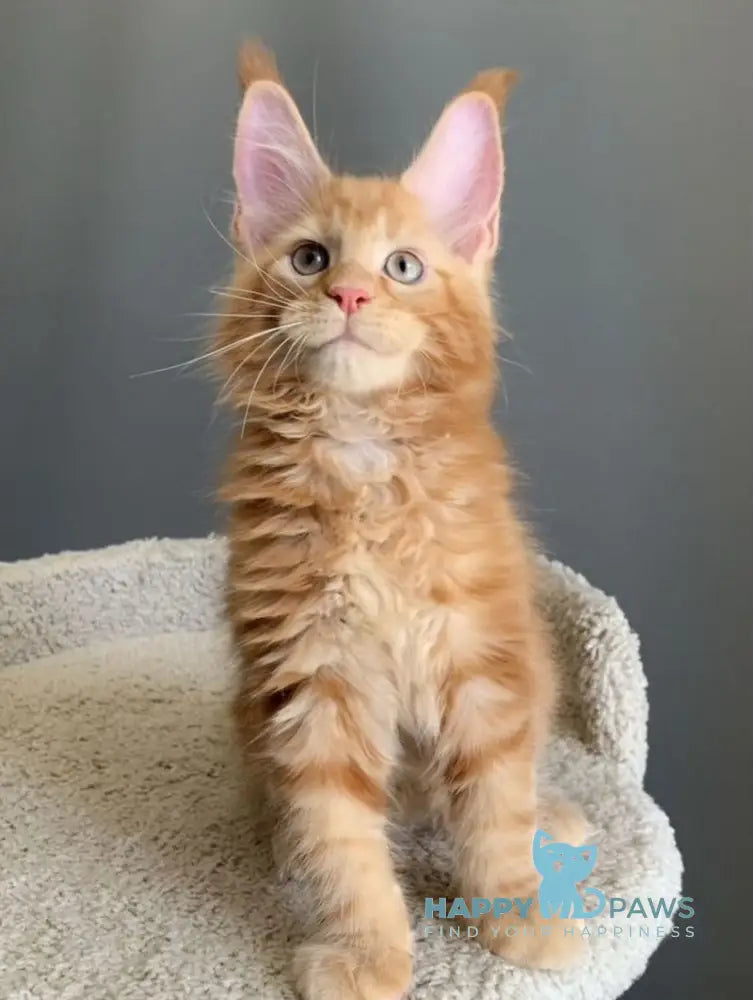 Alan Maine Coon male red live animals