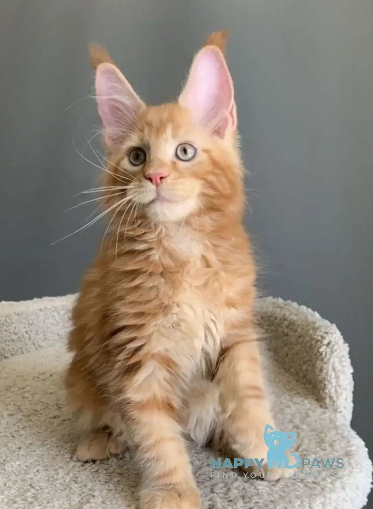 Alan Maine Coon male red live animals