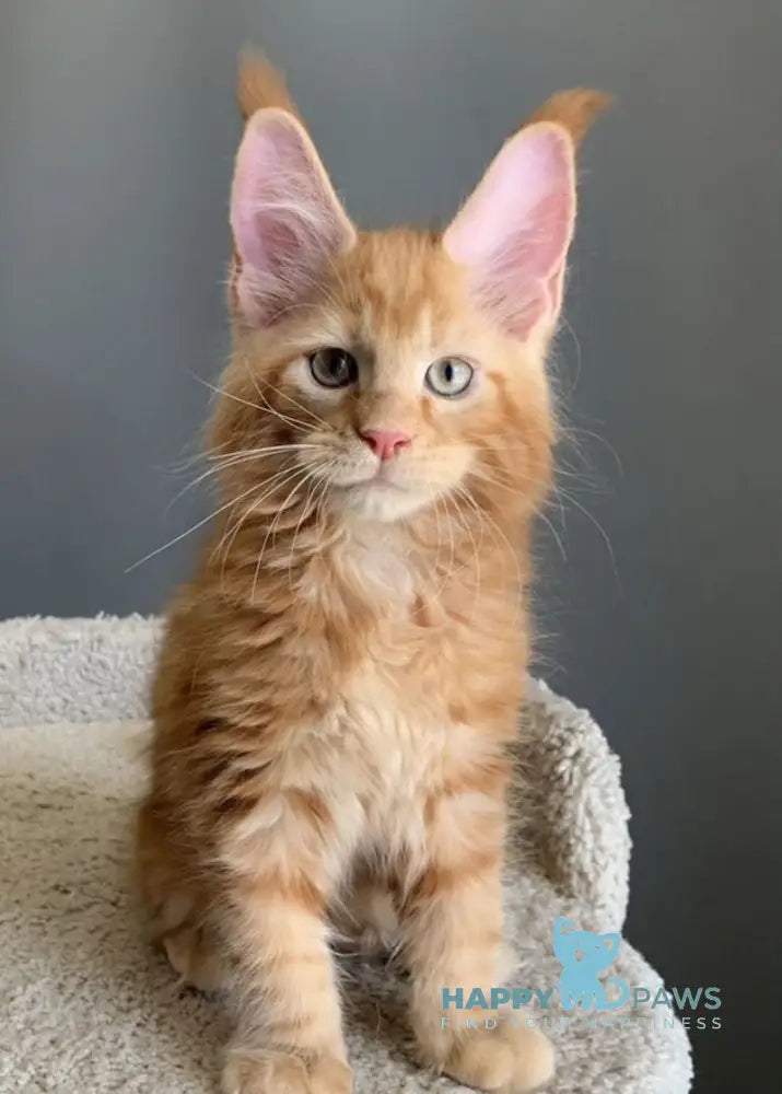Alan Maine Coon male red live animals