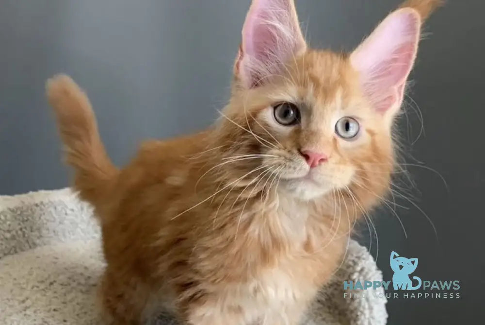 Alan Maine Coon male red live animals