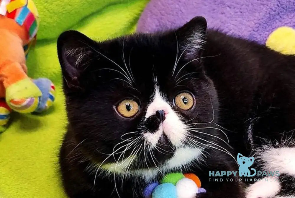 Alars Exotic male black bicolour live animals