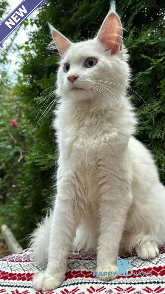 Alaska Maine Coon female white live animals