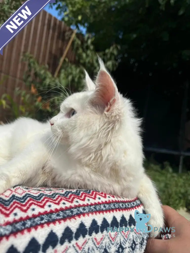 Alaska Maine Coon female white live animals
