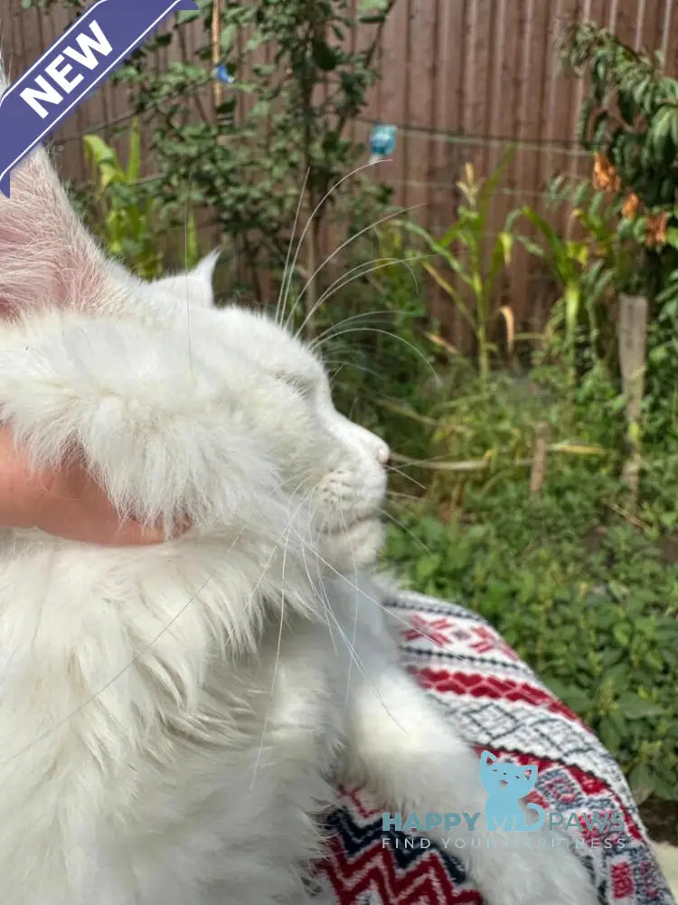 Alaska Maine Coon female white live animals