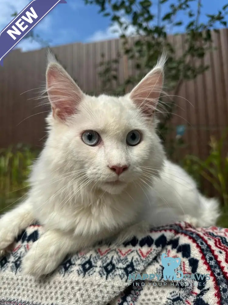 Alaska Maine Coon female white live animals