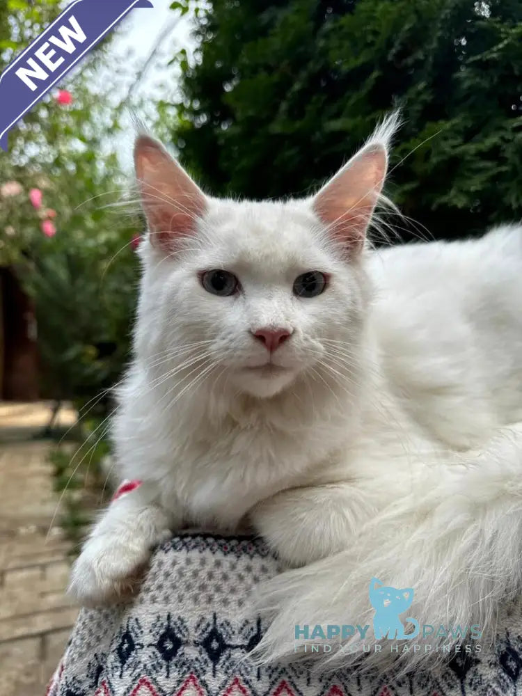 Alaska Maine Coon female white live animals