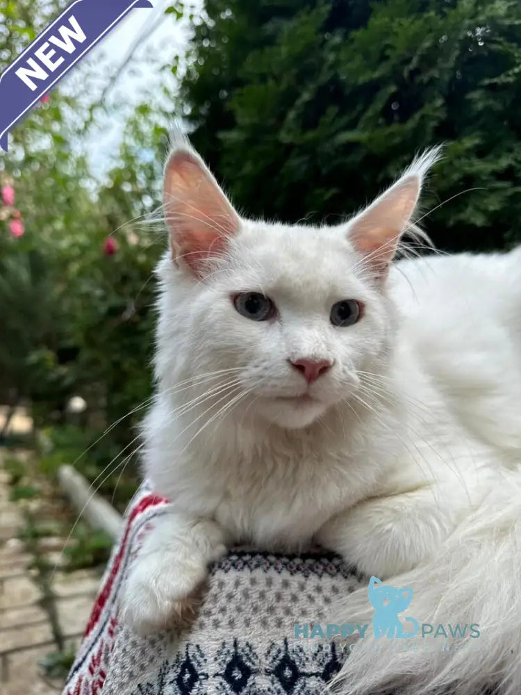 Alaska Maine Coon female white live animals
