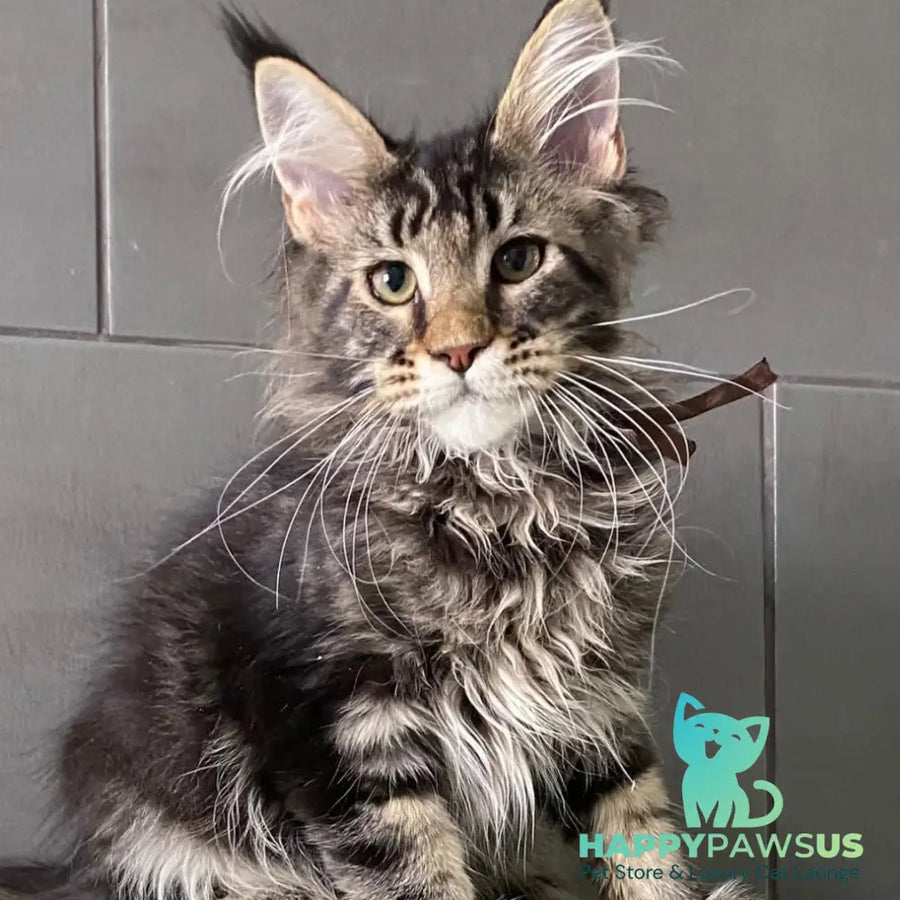 Albasatin Maine Coon male black tabby - live animals