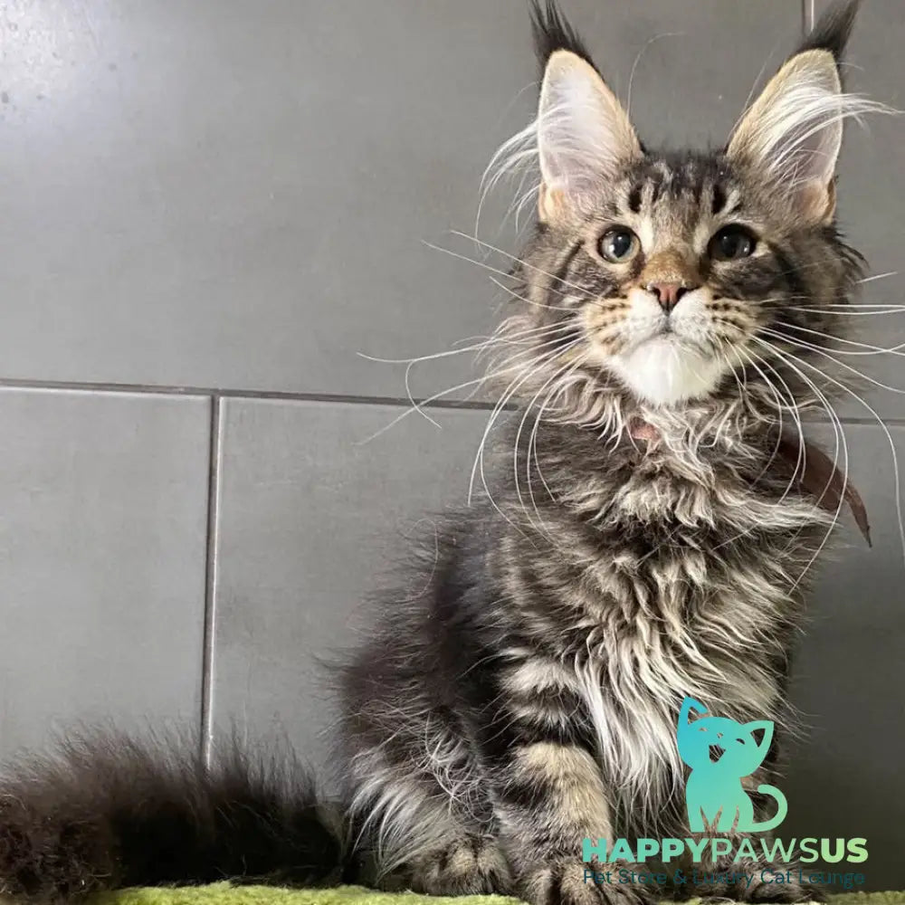 Albasatin Maine Coon male black tabby - live animals