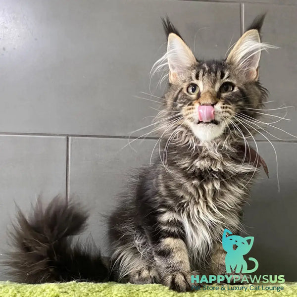 Albasatin Maine Coon male black tabby - live animals