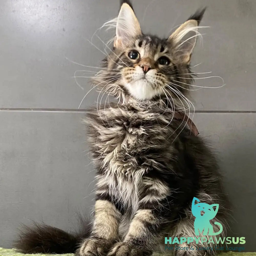 Albasatin Maine Coon male black tabby - live animals
