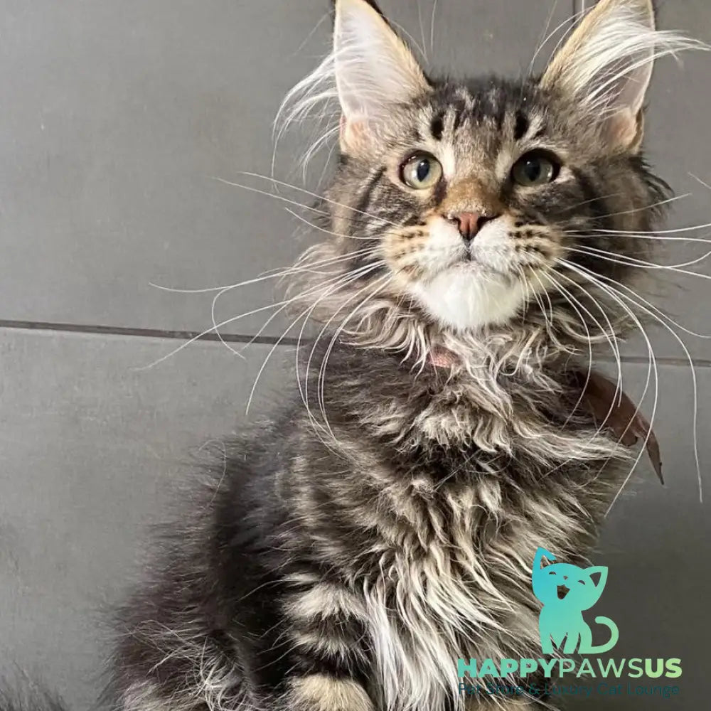 Albasatin Maine Coon male black tabby - live animals