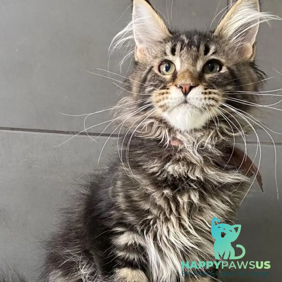 Albasatin Maine Coon male black tabby - live animals