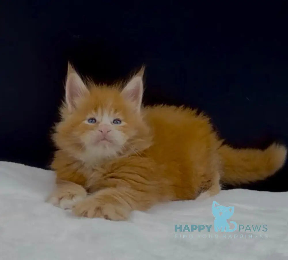 Albert Maine Coon male red tabby with white live animals