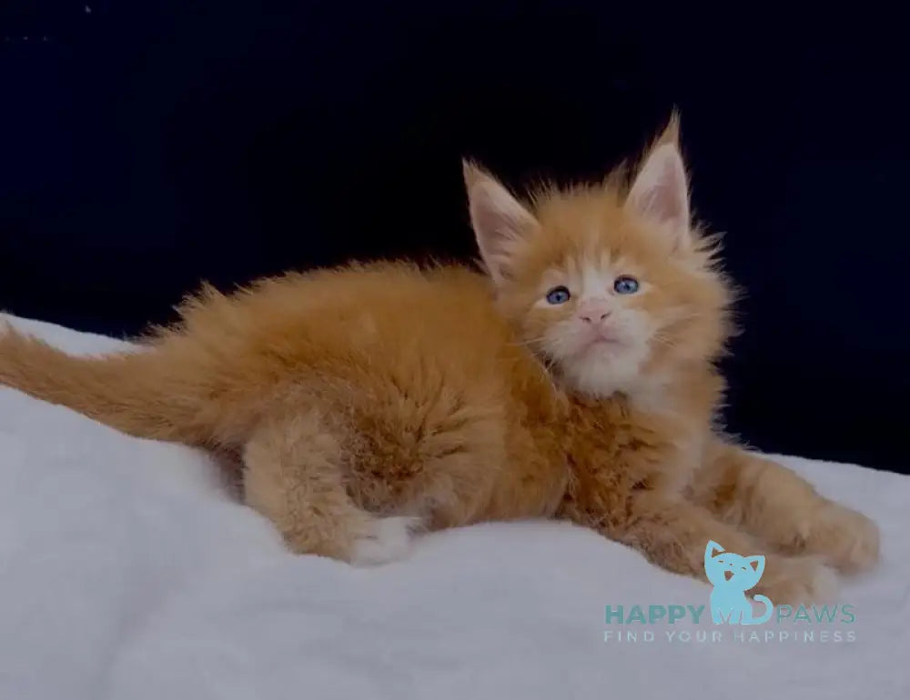 Albert Maine Coon male red tabby with white live animals