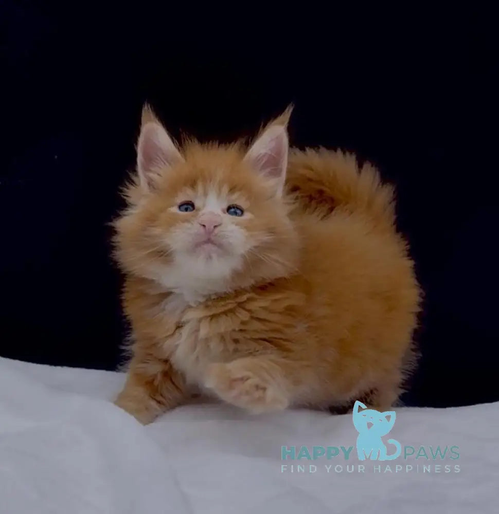 Albert Maine Coon male red tabby with white live animals