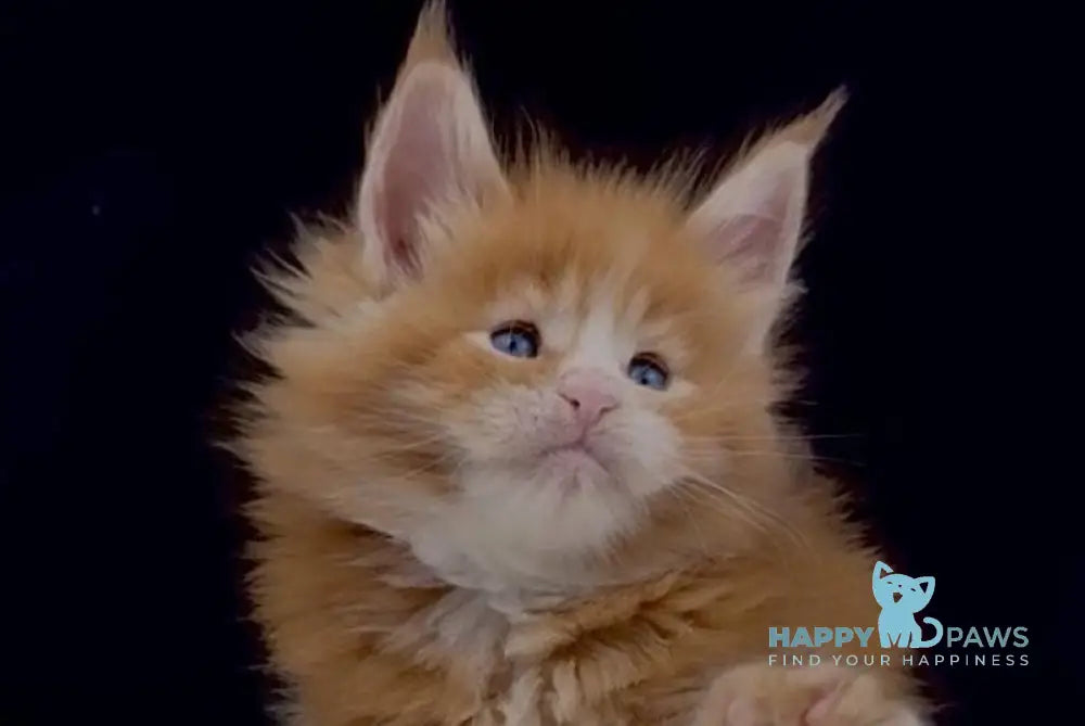 Albert Maine Coon male red tabby with white live animals