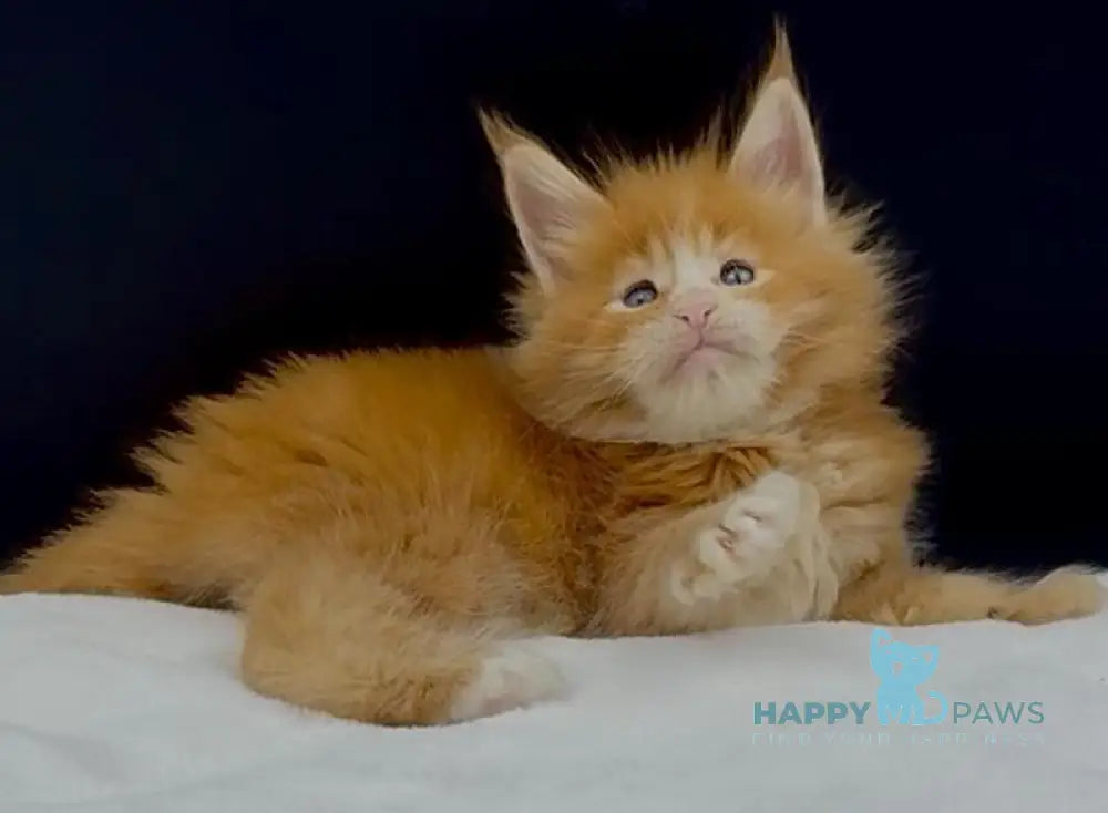 Albert Maine Coon male red tabby with white live animals