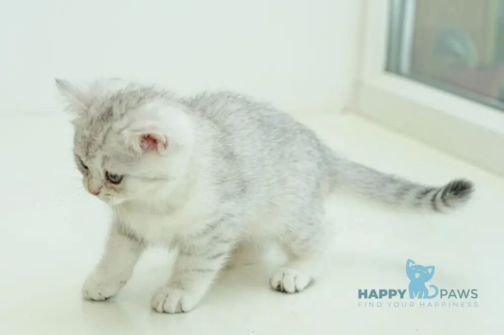 Albita Scottish Straight female blue silver shaded live animals