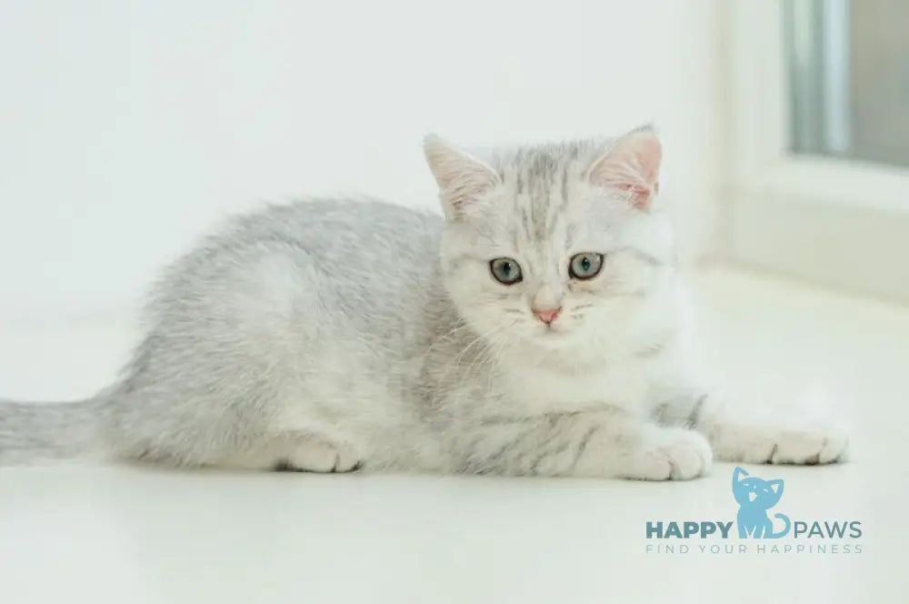 Albita Scottish Straight female blue silver shaded live animals