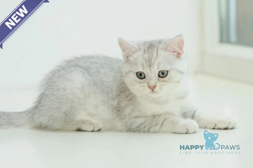 Albita Scottish Straight female blue silver shaded live animals