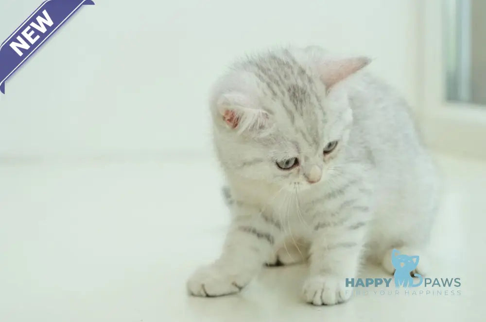 Albita Scottish Straight female blue silver shaded live animals