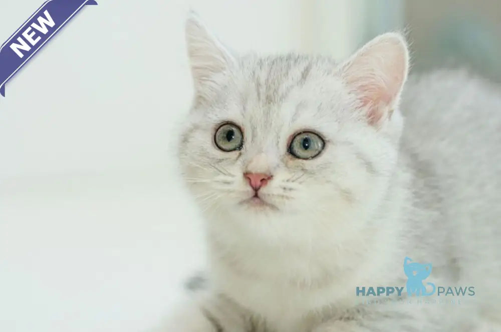 Albita Scottish Straight female blue silver shaded live animals