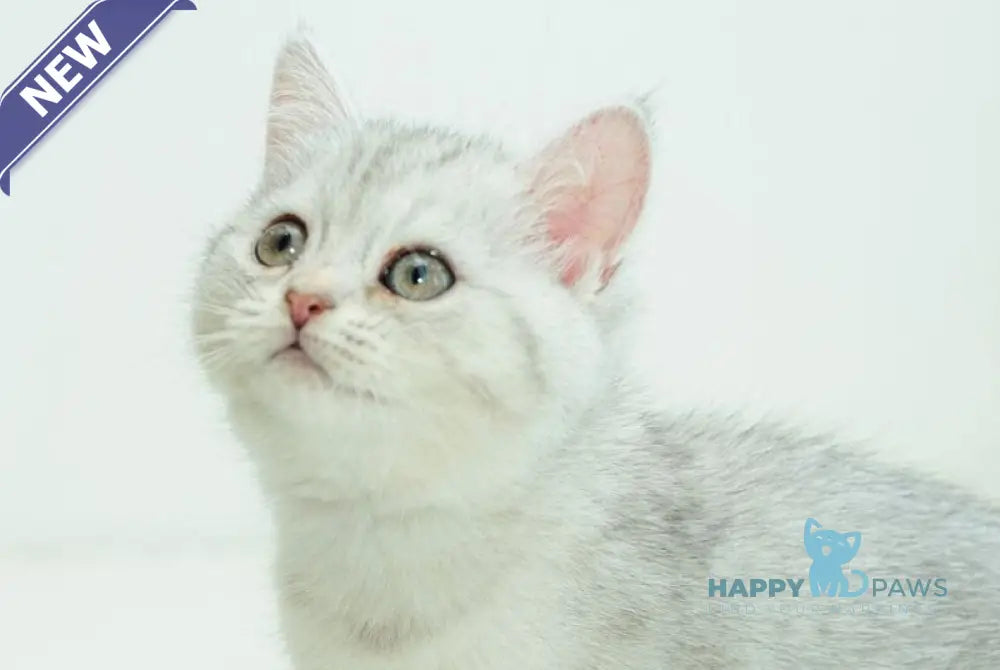 Albita Scottish Straight female blue silver shaded live animals