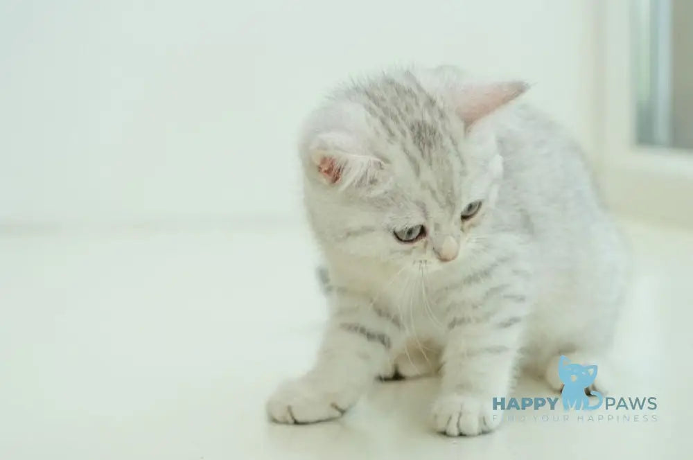 Albita Scottish Straight female blue silver shaded live animals