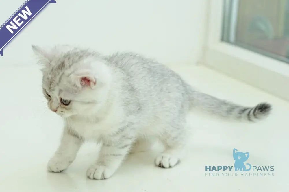 Albita Scottish Straight female blue silver shaded live animals