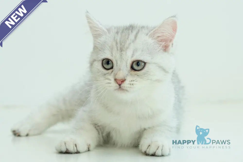 Albita Scottish Straight female blue silver shaded live animals