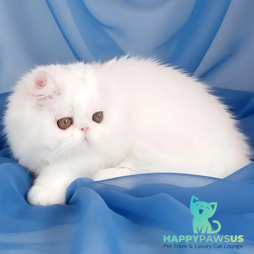 Albus Persian male white - live animals