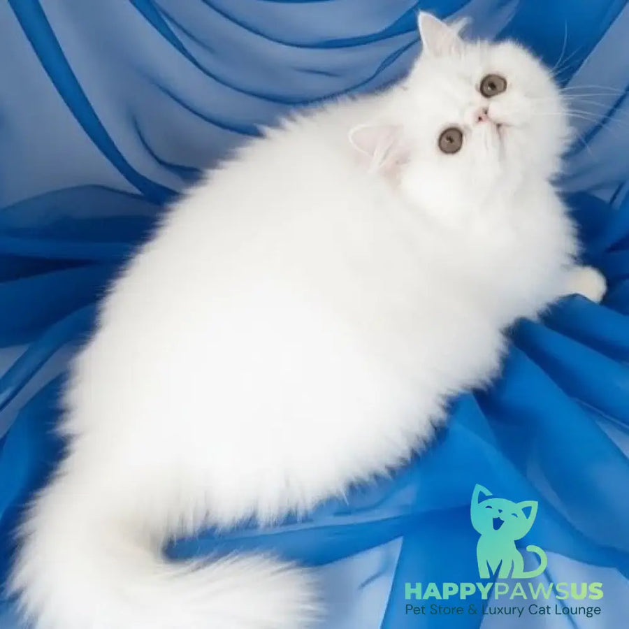 Albus Persian male white - live animals