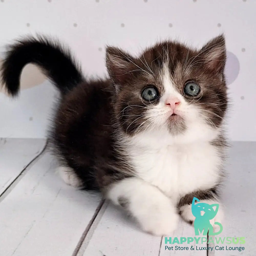 Aldo Scottish Straight male black silver bicolour - live animals