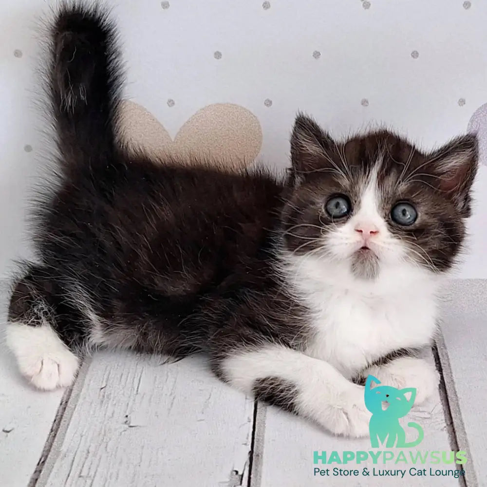 Aldo Scottish Straight male black silver bicolour - live animals