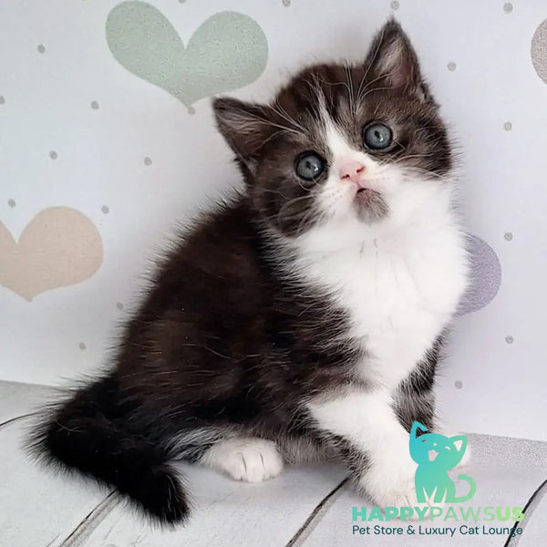 Aldo Scottish Straight male black silver bicolour - live animals