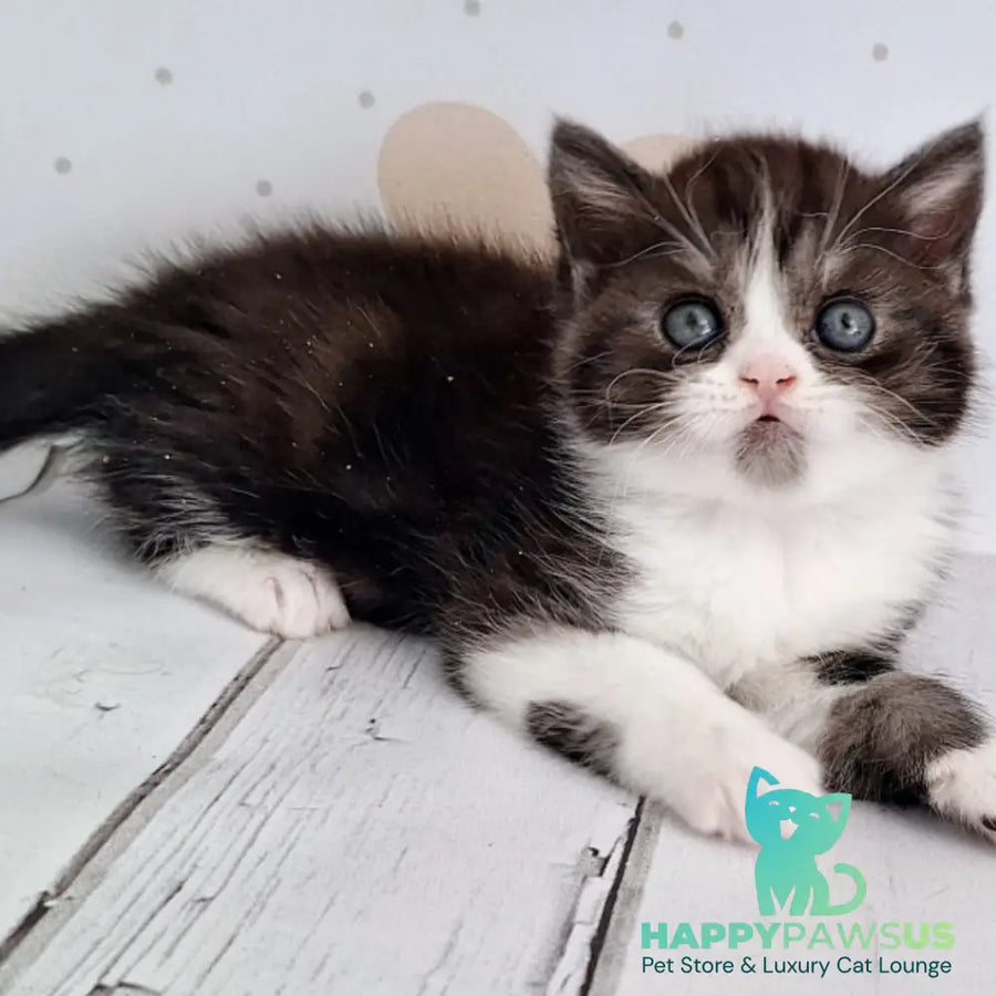 Aldo Scottish Straight male black silver bicolour - live animals