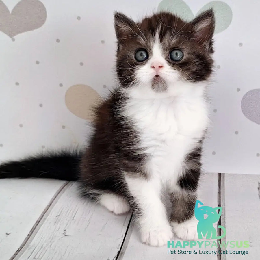Aldo Scottish Straight male black silver bicolour - live animals