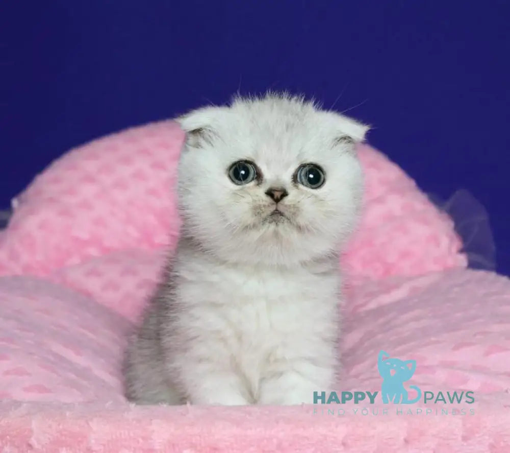 Aleftina Scottish Fold female black silver spotted tabby live animals
