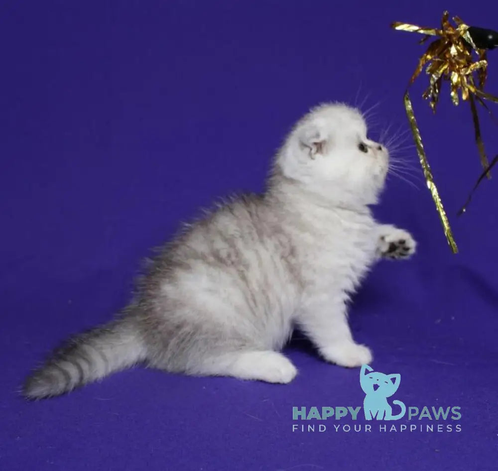 Aleftina Scottish Fold female black silver spotted tabby live animals